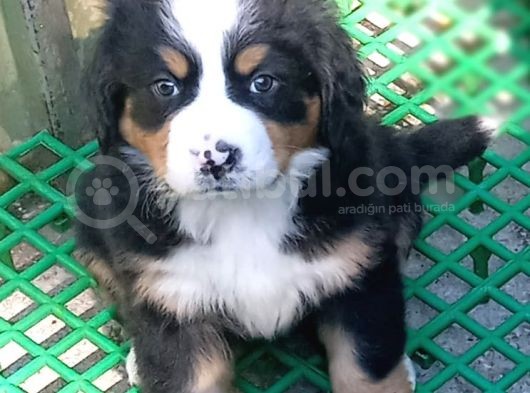 Aşili Sağlikli Bernese Mountai̇n Yavrulari görsel