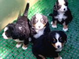 Aşili Sağlikli Bernese Mountai̇n Yavrulari