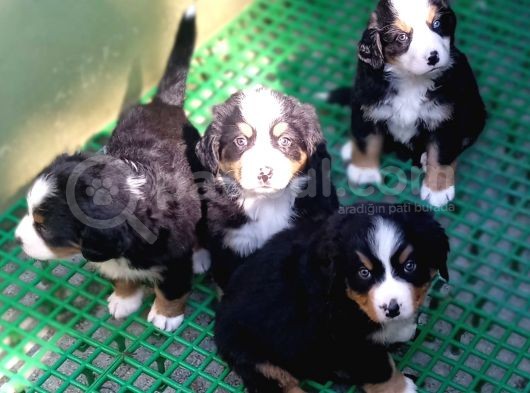 Aşili Sağlikli Bernese Mountai̇n Yavrulari görsel