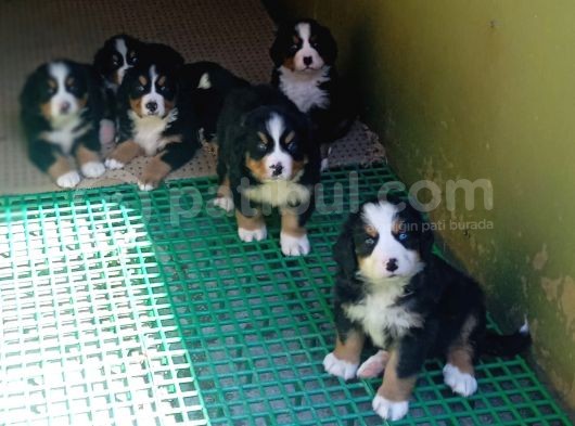 Aşili Sağlikli Bernese Mountai̇n Yavrulari görsel
