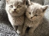 Yavru British Shorthair Kedi