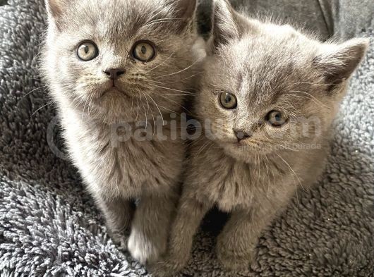 Yavru British Shorthair Kedi görsel