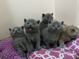 Yavru British Shorthair Kedi