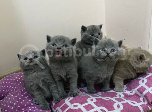 Yavru British Shorthair Kedi görsel