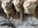 Yavru British Shorthair Kedi