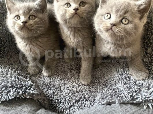 Yavru British Shorthair Kedi görsel