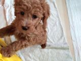 Uygun Erkek Toy Poodle