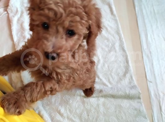 Uygun Erkek Toy Poodle görsel