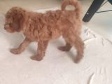 Uygun Erkek Toy Poodle