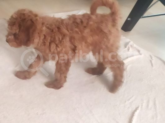 Uygun Erkek Toy Poodle görsel