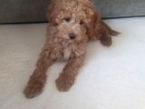 Uygun Erkek Toy Poodle