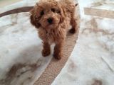 Uygun Erkek Toy Poodle