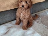 Uygun Erkek Toy Poodle