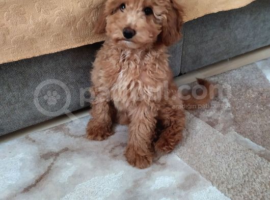 Uygun Erkek Toy Poodle görsel