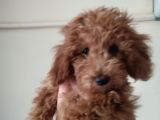 Uygun Erkek Toy Poodle