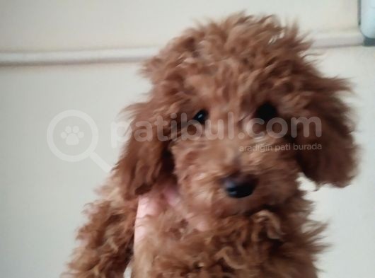 Uygun Erkek Toy Poodle görsel
