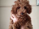 Uygun erkek toy poodle
