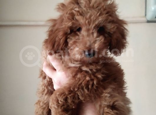 Uygun Erkek Toy Poodle