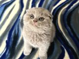 Scottish Fold erkek Whatsapptan ulaşınız