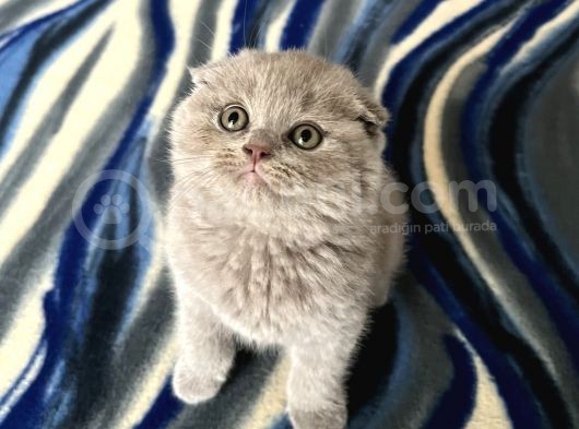 Scottish Fold Erkek Whatsapptan Ulaşınız