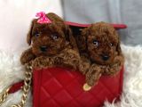 Mini Poodle Yavrumuz