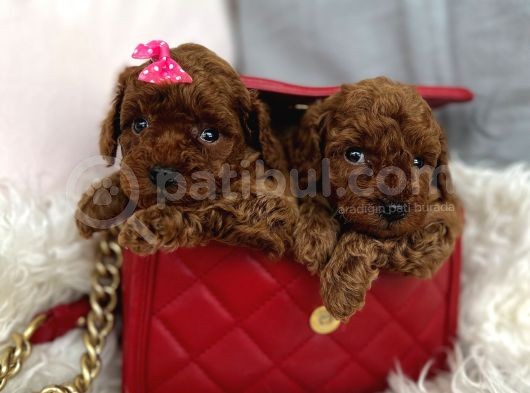 Mini Poodle Yavrumuz görsel