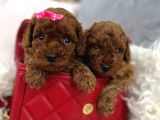 Mini Poodle Yavrumuz