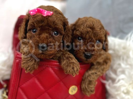 Mini Poodle Yavrumuz görsel