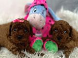 Mini Poodle Yavrumuz