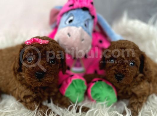 Mini Poodle Yavrumuz görsel