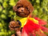 Mini poodle yavrumuz