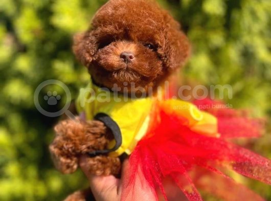Mini Poodle Yavrumuz