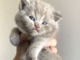 Yavru British Shorthair Kedi