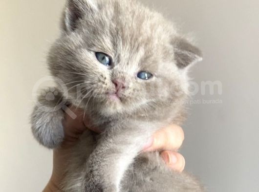 Yavru British Shorthair Kedi görsel
