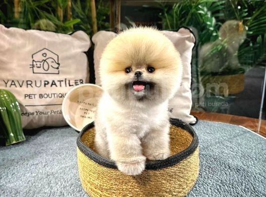 Muhteşem Güzelli̇kte Ayi Surat Pomerani̇an Boo Yavrularimiz görsel