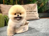 MUHTEŞEM GÜZELLİKTE AYI SURAT POMERANİAN BOO YAVRULARIMIZ