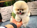 Muhteşem Güzelli̇kte Ayi Surat Pomerani̇an Boo Yavrularimiz