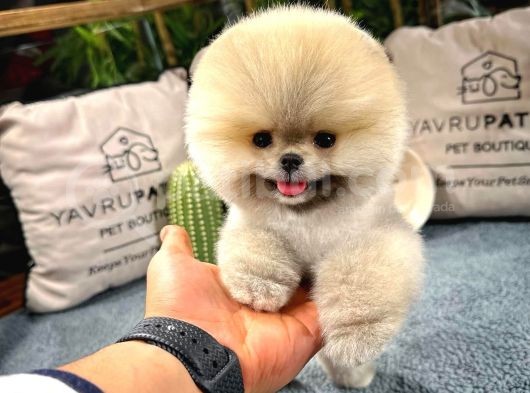 Muhteşem Güzelli̇kte Ayi Surat Pomerani̇an Boo Yavrularimiz görsel