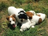 Show Kalite Fırlama Jack Russel Terrier Yavruları