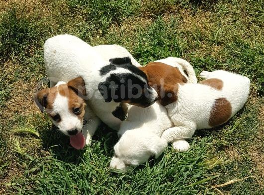 Show Kalite Fırlama Jack Russel Terrier Yavruları görsel