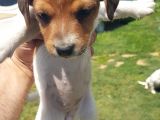 Show Kalite Fırlama Jack Russel Terrier Yavruları