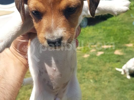 Show Kalite Fırlama Jack Russel Terrier Yavruları görsel