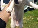 Show Kalite Fırlama Jack Russel Terrier Yavruları