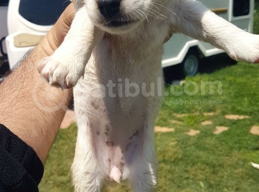 Show Kalite Fırlama Jack Russel Terrier Yavruları görsel
