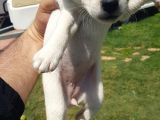 Show Kalite Fırlama Jack Russel Terrier Yavruları