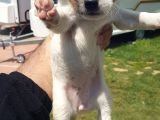 Show Kalite Fırlama Jack Russel Terrier Yavruları