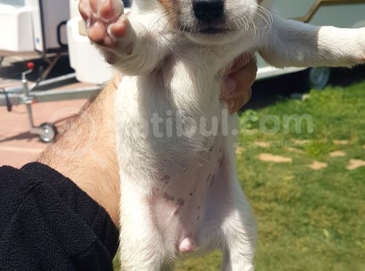 Show Kalite Fırlama Jack Russel Terrier Yavruları
