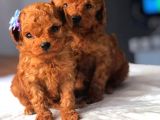 Tooy poodle cinsi yavrular DİŞİ erkek mevcuttur