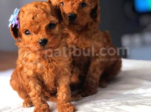 Tooy Poodle Cinsi Yavrular Di̇şi̇ Erkek Mevcuttur
