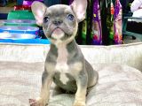 Li̇lak Tan French Bulldog Erkek Yavrumuz
